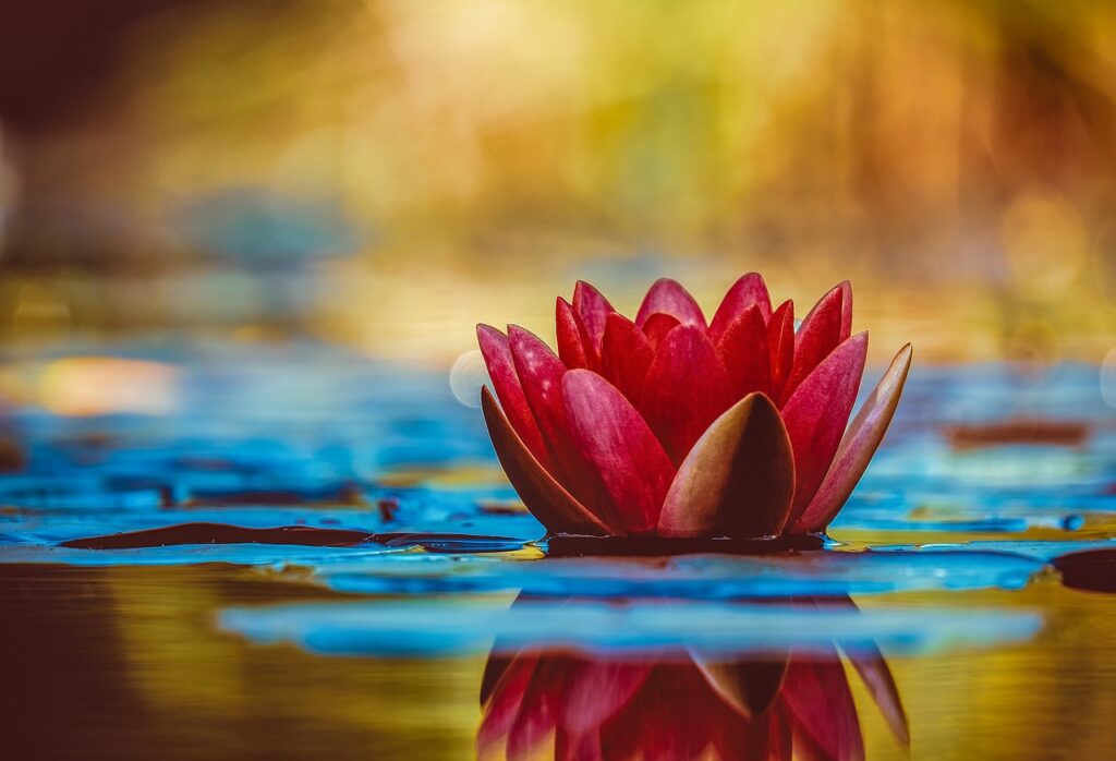 water lily, 4k wallpaper, flower-3784022.jpg