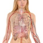 anatomy, woman, human, body, skin, organs, schema, lung, biology, teaching, people, science, medicine, nursing, anatomy, anatomy, anatomy, human, human, body, body, body, body, body, biology, teaching, people, science, science, science, medicine
