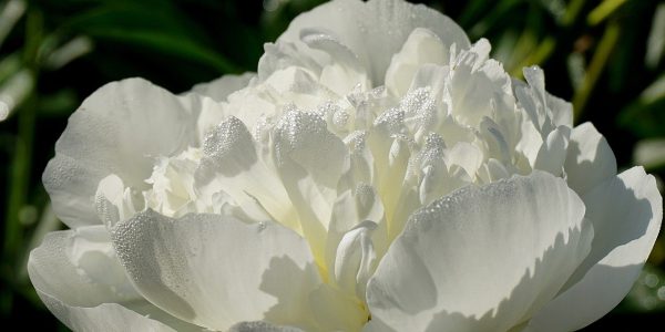 flower, peony, flower wallpaper-8577961.jpg