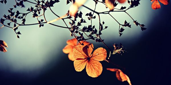 flowers, twigs, dry-3876195.jpg
