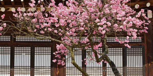 plum, plum flower, winter-4953481.jpg