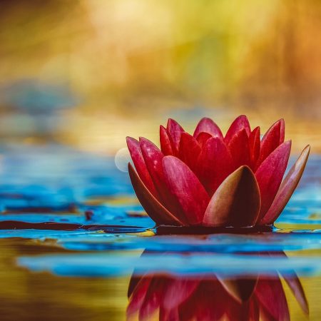 water lily, 4k wallpaper, flower-3784022.jpg