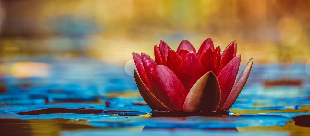 water-lily-4k-wallpaper-flower-3784022 water lily, 4k wallpaper, flower-3784022.jpg